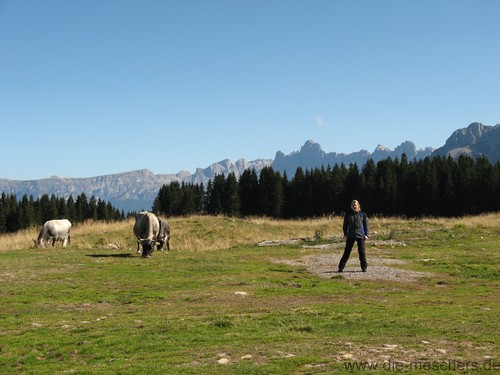 glückliche Kühe auf einer Bergwiese
