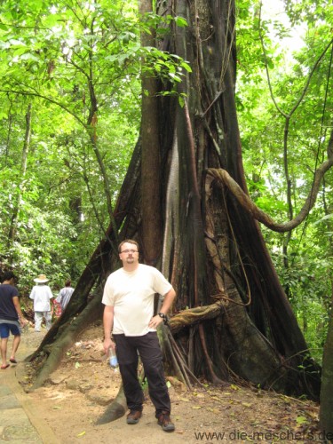 ein Urwaldriese