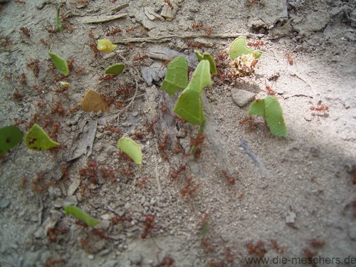 Blattschneideameisen