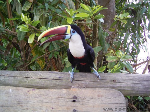 Tucan