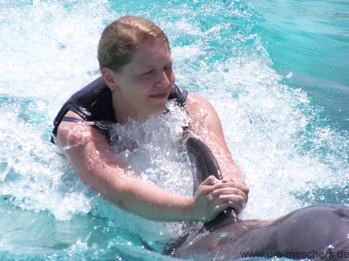 an der Rückenflosse des Delfin